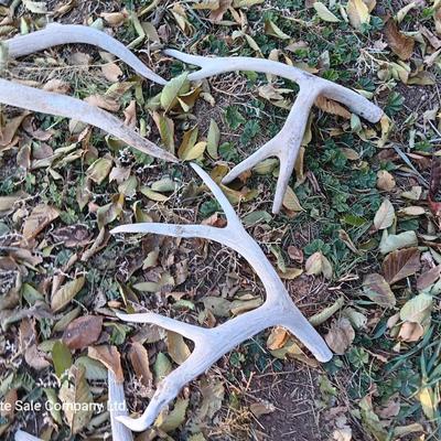 Old antlers Deer and Elk