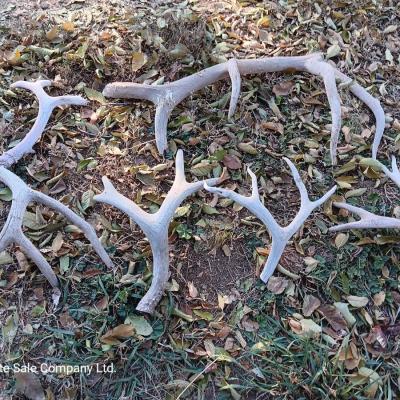 Old antlers Deer and Elk