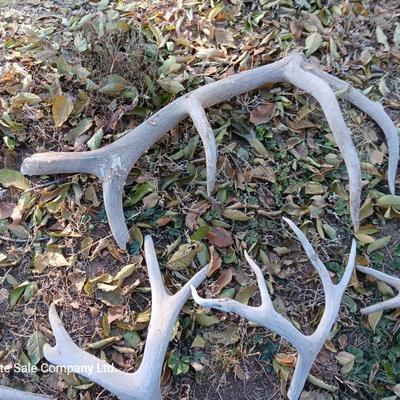 Old antlers Deer and Elk