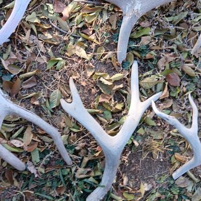 Old antlers Deer and Elk