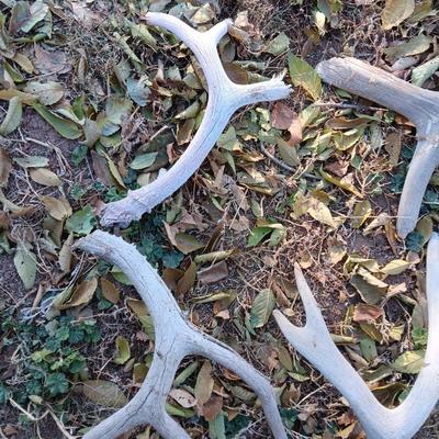Old antlers Deer and Elk