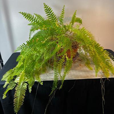 REAL Boston Fern, Needs a good home