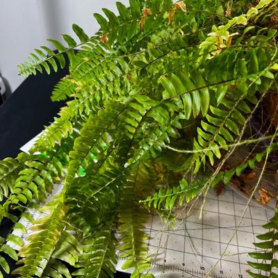 REAL Boston Fern, Needs a good home