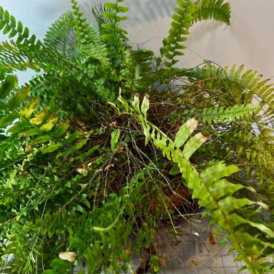 REAL Boston Fern, Needs a good home