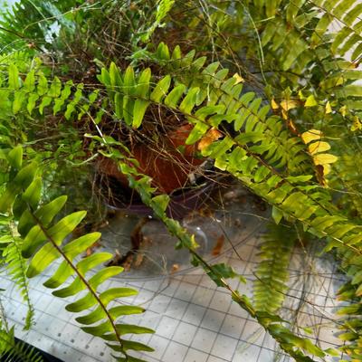 REAL Boston Fern, Needs a good home