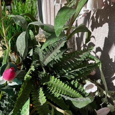 Plants and Faux Florals Outside