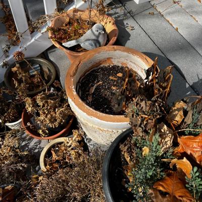 Large pile of Real Plants and Flowers out of season