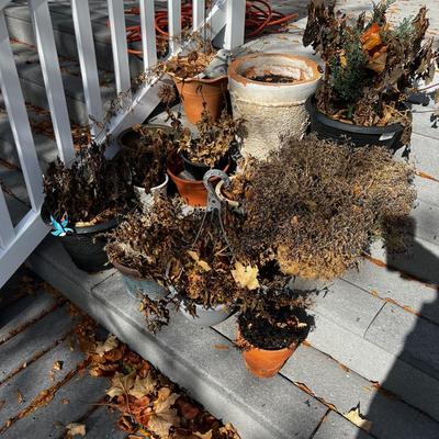 Large pile of Real Plants and Flowers out of season