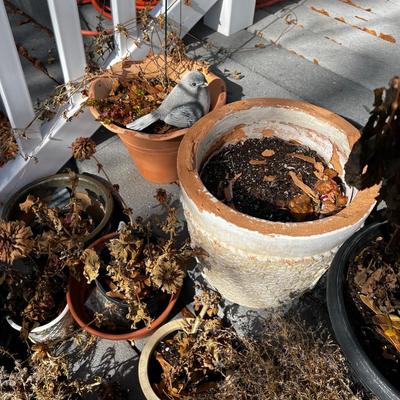 Large pile of Real Plants and Flowers out of season