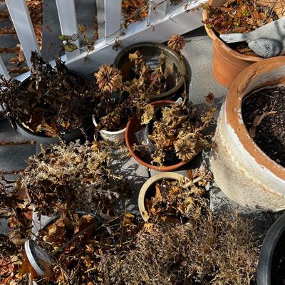 Large pile of Real Plants and Flowers out of season