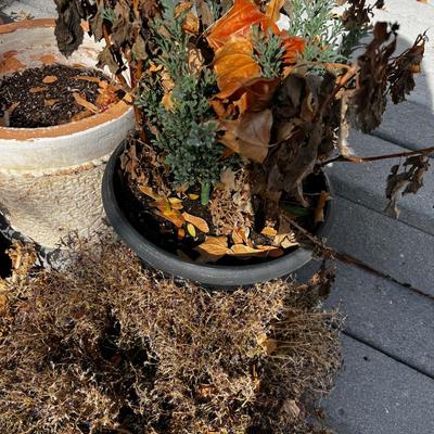 Large pile of Real Plants and Flowers out of season