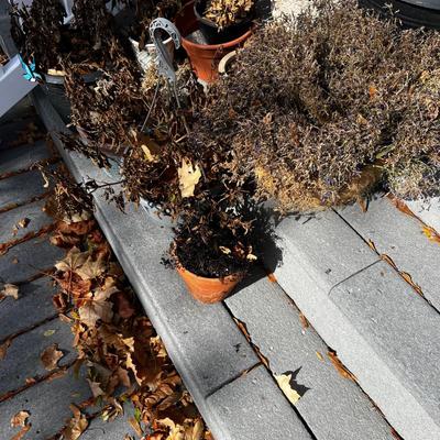 Large pile of Real Plants and Flowers out of season