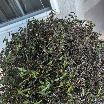 Live Hanging Plant