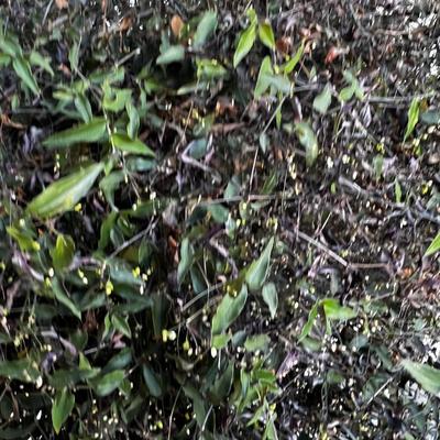 Live Hanging Plant