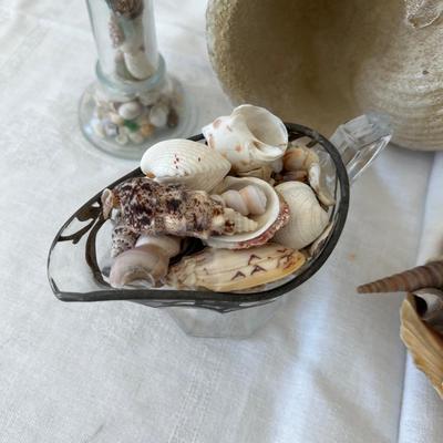 Sea Shells from the Sea Shore