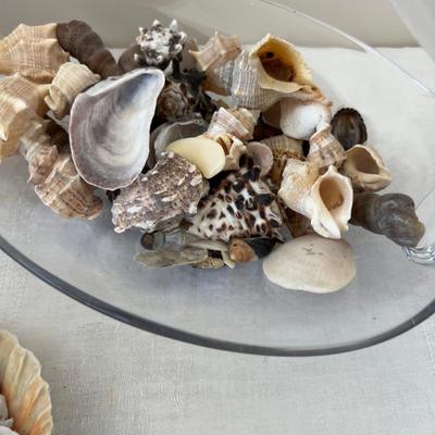 Sea Shells from the Sea Shore