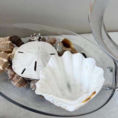 Sea Shells from the Sea Shore