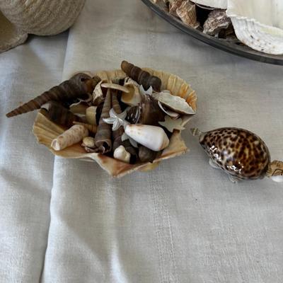 Sea Shells from the Sea Shore
