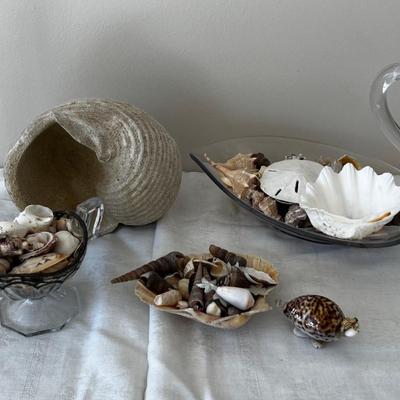 Sea Shells from the Sea Shore