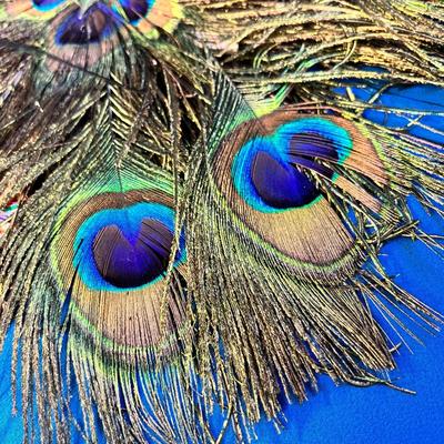 AMAZING PEACOCK FEATHER FAN