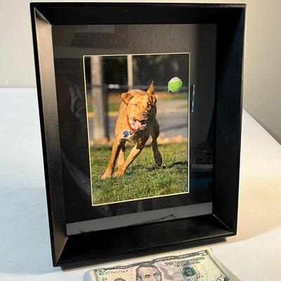 FRAMED PIT BULL PHOTO