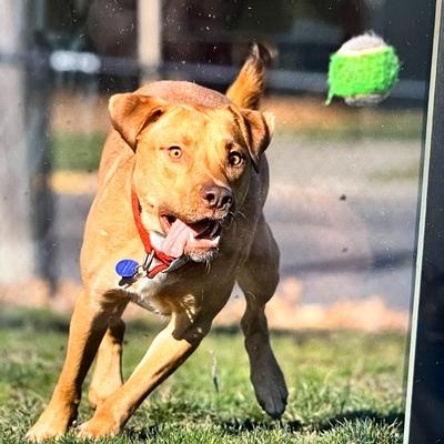 FRAMED PIT BULL PHOTO