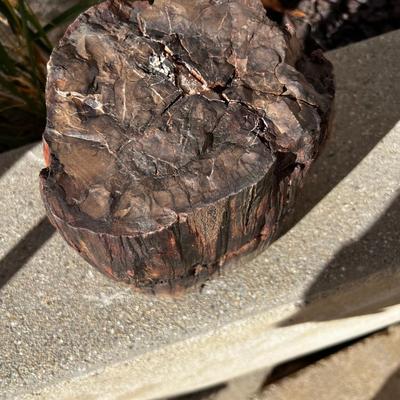 Piece of Petrified Wood 
