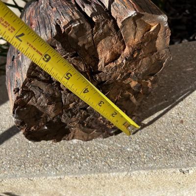 Piece of Petrified Wood 