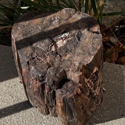 Piece of Petrified Wood 