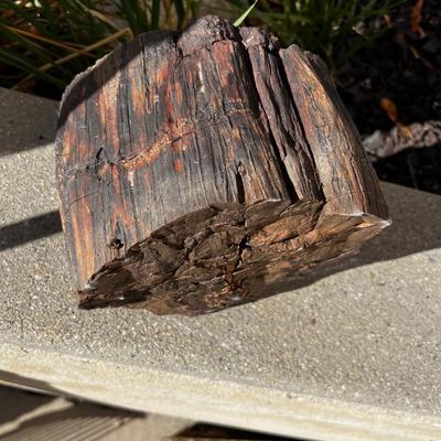 Piece of Petrified Wood 