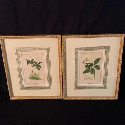 Antique Botanical Prints from Homestyle Co. (UB-KW)