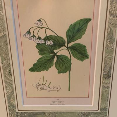Antique Botanical Prints from Homestyle Co. (UB-KW)