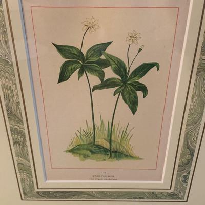 Antique Botanical Prints from Homestyle Co. (UB-KW)
