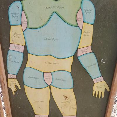 19th Century Medical Teaching Device antique chalk board and wooden folding chair