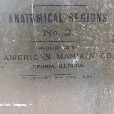 19th Century Medical Teaching Device antique chalk board and wooden folding chair