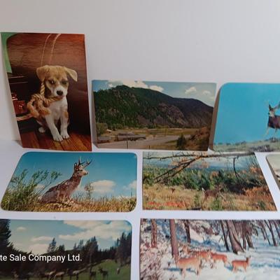 Collection of Vintage wildlife post cards