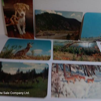 Collection of Vintage wildlife post cards
