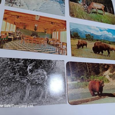 Collection of Vintage wildlife post cards