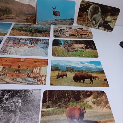 Collection of Vintage wildlife post cards
