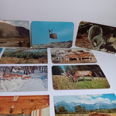 Collection of Vintage wildlife post cards