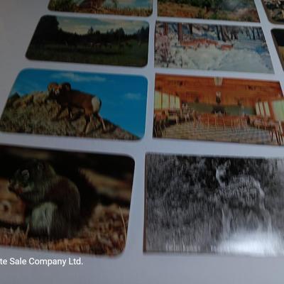 Collection of Vintage wildlife post cards