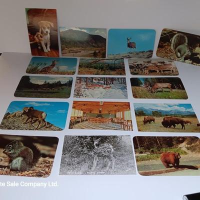 Collection of Vintage wildlife post cards