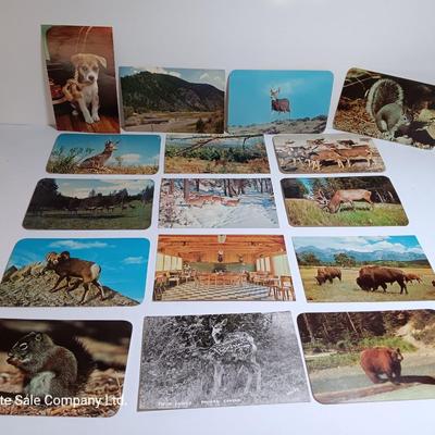 Collection of Vintage wildlife post cards