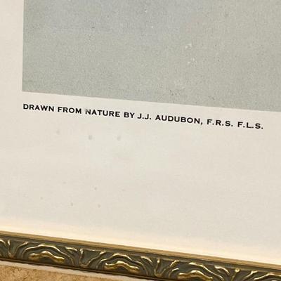 JJ Audubon ~ â€œWhite-Crowned Pigeonâ€ ~ Framed Numbered Print