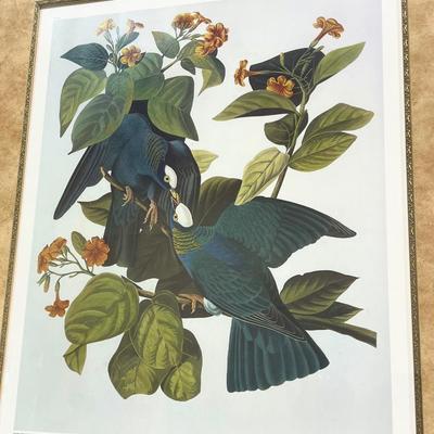 JJ Audubon ~ â€œWhite-Crowned Pigeonâ€ ~ Framed Numbered Print