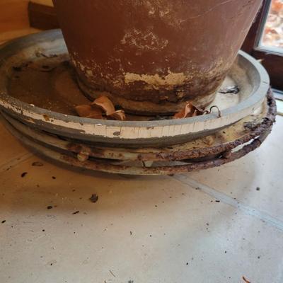 Large Ficus Elastica (K-DW)