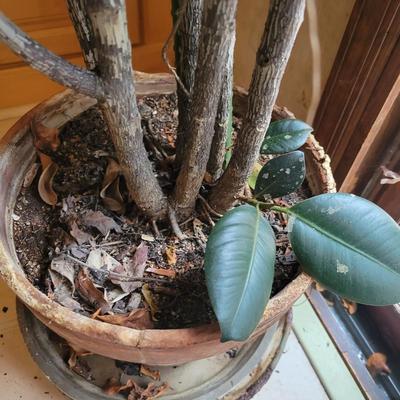 Large Ficus Elastica (K-DW)