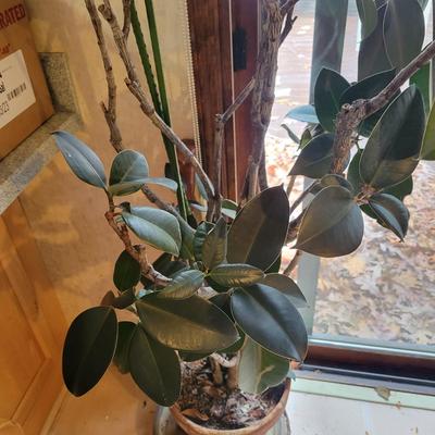 Large Ficus Elastica (K-DW)