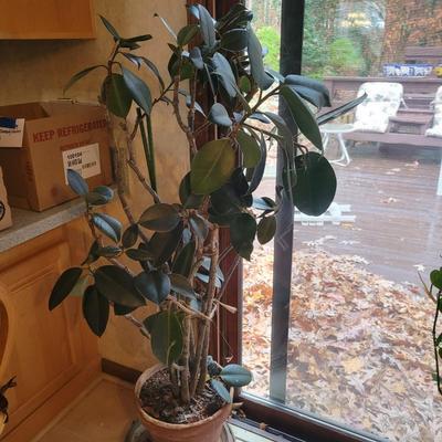 Large Ficus Elastica (K-DW)