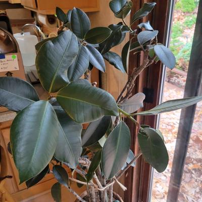 Large Ficus Elastica (K-DW)